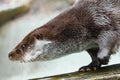 Otter close up in profile. The muzzle and front paws are a fluffy predatory water river animal of the eye of a button, a sly