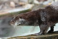 Otter close up in profile. The muzzle and front paws are a fluffy predatory water river animal of the eye of a button, a sly