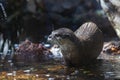 otter coming out of the water Royalty Free Stock Photo