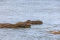 Otter couple playing on a rock surrounde by water along Scottish coast