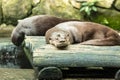 Otter couple sleeping after lunch