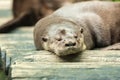 Otter couple sleeping after lunch