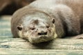 Otter couple sleeping after lunch