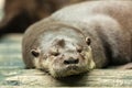 Otter couple sleeping after lunch