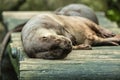 Otter couple sleeping after lunch