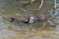 Otter couple in the water close together