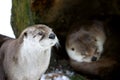 Otter couple in winter