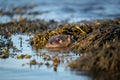 Otter cub Lutra lutra floating in a kelp bed