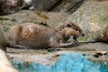 Otter - the cutest european mammal