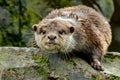 Otter - the cutest european mammal