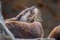 Otter - the cutest european mammal