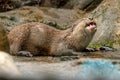 Otter - the cutest european mammal