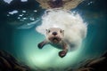 otter diving underwater, with only its furry head visible
