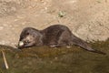 Otter eating Royalty Free Stock Photo