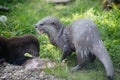 Otter Eating Fish In Lancashire Zoo