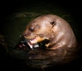 Otter Is eating a fish predator prey