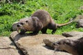 Otter eating fish