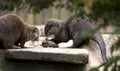 Otter eating fish