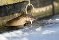 Otter eating fish Royalty Free Stock Photo