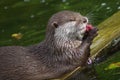 Otter Eating Raw Meat