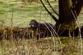 Otter eats his prey Royalty Free Stock Photo