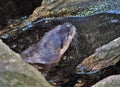 Otter at NC Zoo in Asheboro