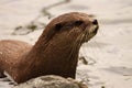 Otter Emerging From Water