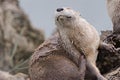 otter smiles and happily enjoys a scratch