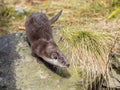 Otter entering river Royalty Free Stock Photo