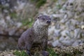 Otter