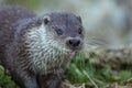 Otter