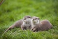 Otter Family Royalty Free Stock Photo