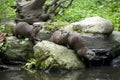 Otter family Royalty Free Stock Photo