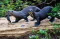 Otter family on the move Royalty Free Stock Photo