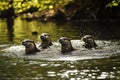 Otter Family Playing in a River Royalty Free Stock Photo