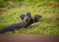 Otter family in the wild enviornment Royalty Free Stock Photo