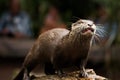 Otter at feeding time in Australia Royalty Free Stock Photo