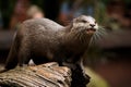 Otter at feeding time in Australia Royalty Free Stock Photo