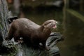 Otter at feeding time in Australia Royalty Free Stock Photo