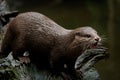 Otter at feeding time in Australia Royalty Free Stock Photo
