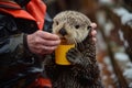 Otter Feeding Time with a Wildlife Caretaker. Royalty Free Stock Photo