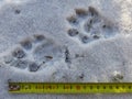 Otter footprint in the snow Royalty Free Stock Photo