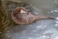 Otter on frozen lake Royalty Free Stock Photo