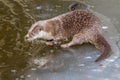 Otter on frozen river Royalty Free Stock Photo