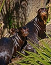 Otter Royalty Free Stock Photo