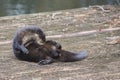 Otter Grooming Itself