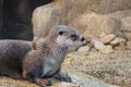 Visit of the Biodome of Montreal - River Otter