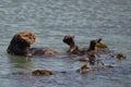 Otter with head and feet up.