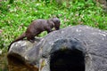 Otter on Hollow Boulder Royalty Free Stock Photo