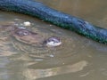 Otter hunting and eating fish nearby a log in the pond Royalty Free Stock Photo